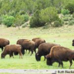 Bisons eating lunch