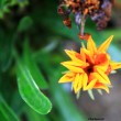 Yellow Flower