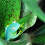 Super cute frog