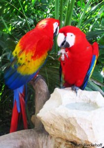Red Macaws