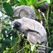 Marmosets at Serra da Bocaina National Park, Paraty, Brazil Marmosets at Serra da Bocaina National Park