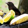 Bird eating fruit, Paraty, Brazil Bird eating fruit