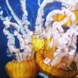 Brightly colored jellyfish, Aquarium of the Bay, San Francisco Brightly colored jellyfish