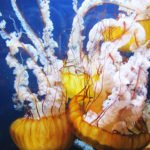 Brightly colored jellyfish