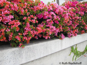 Street lined with flowers