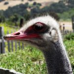 Ostrich Profile