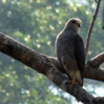 Hawk