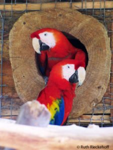 Red Macaws Nest