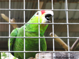 Red-lored Amazon