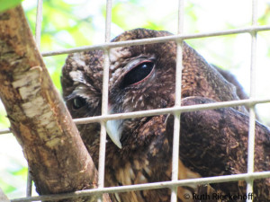 Owl