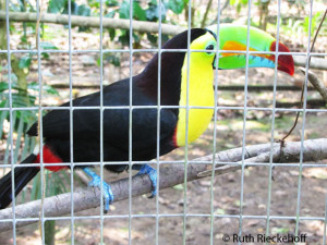 Keel Billed Toucan