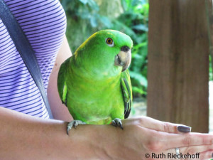 Me holding a yellow naped amazon