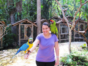 Holding one macaw while the other is on my shoulder