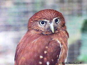 Small Owl