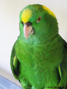 Yellow Naped Amazon