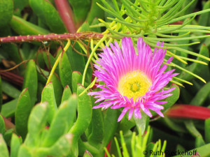 Pink Flower