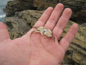 Crab
