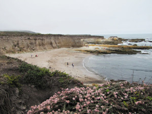 Coralline Cove