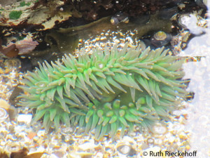 Green Anemone