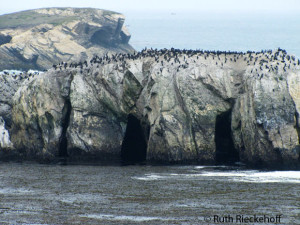 Sea stack closeup