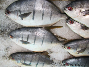 Fresh Fish