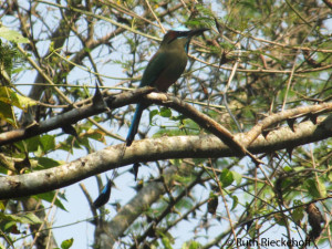 Motmot