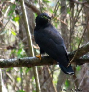 Mean Bird