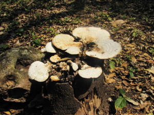 White Fungus