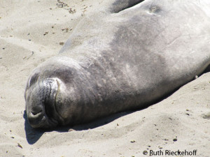Elephant Seal Sleeping