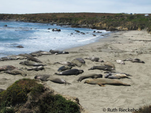 Piedras Blancas Rookery