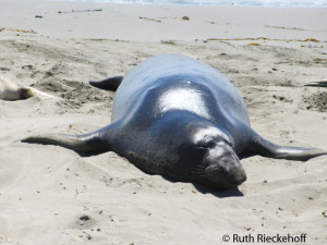 Elephant Seal Sleeping