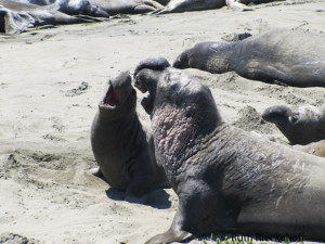 Elephant Seals Sparring