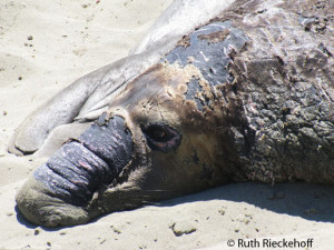 Elephant Seal in Piedras Blancas