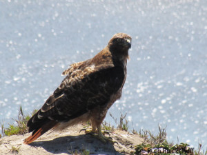 Falcon, Moonstone Beach, Cambria, California
