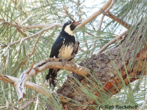 Woodpecker, Sandy Flats, Lower Kern River, California