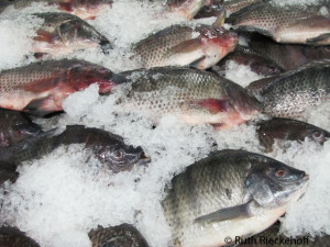 Fresh Fish