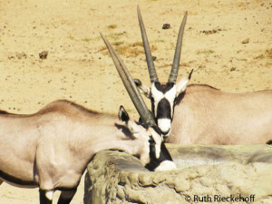 Gemsboks (family of the oryx)