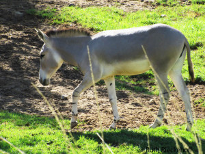 Somali Wild Ass (critically engangered)