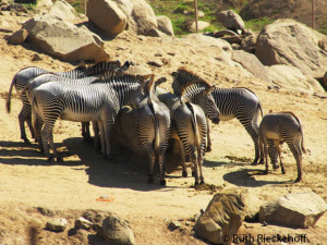 Zebras (isolated because of their bully behavior)