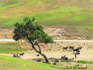 Antelopes in a Water Hole