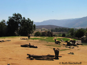 Elephant habitat