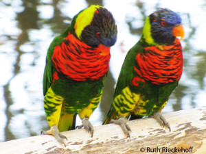 Lorikeets