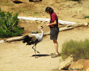 Black Crowned Crane (vulnerable) and trainer