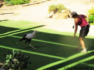 Secretary Bird (vulnerable) showing his hunting skills