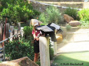 Female Andean Condor, my favorite animal of the day, she was huge