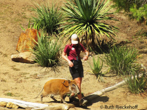 Red River Hog