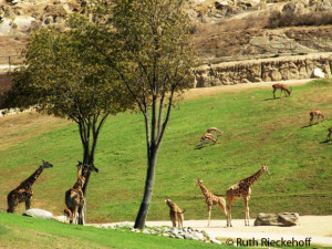Giraffes (apparently one was giving birth)
