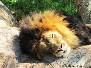 Lion