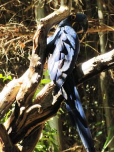 Hyacinth Macaw (endangered)