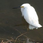 Bolsa Chica Ecological Reserve, Huntington Beach, California